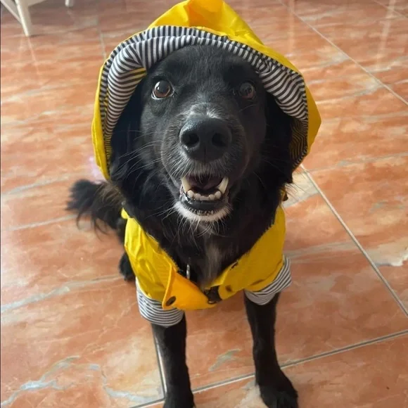 Dog Yellow Raincoat And Hat Torrential Tracker Cute Dog Raincoat